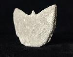 Diploctenium subcirulare MILNE-EDWARDS & HAIME 1848 - Bild © FossNet FossilienStore
